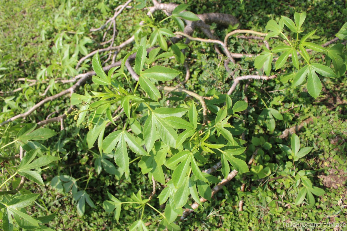 Jatropha glandulifera Roxb.